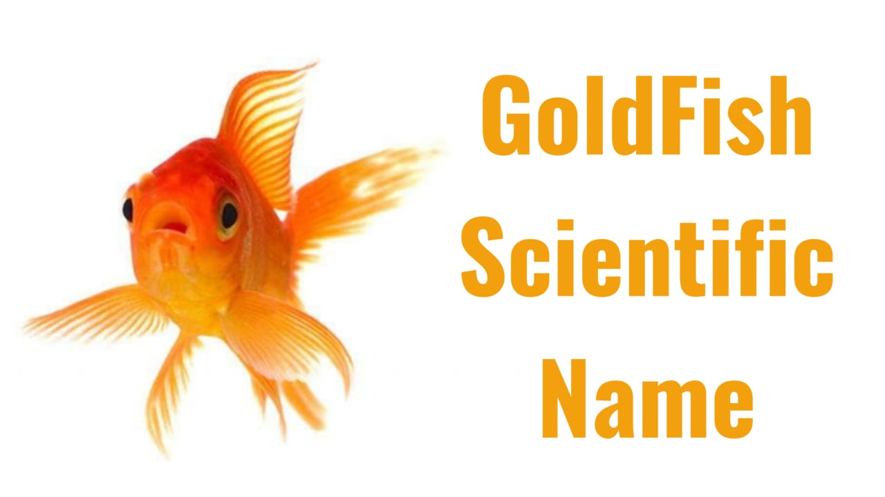 Goldfish ka Scientific Naam Kya hai? In 2022