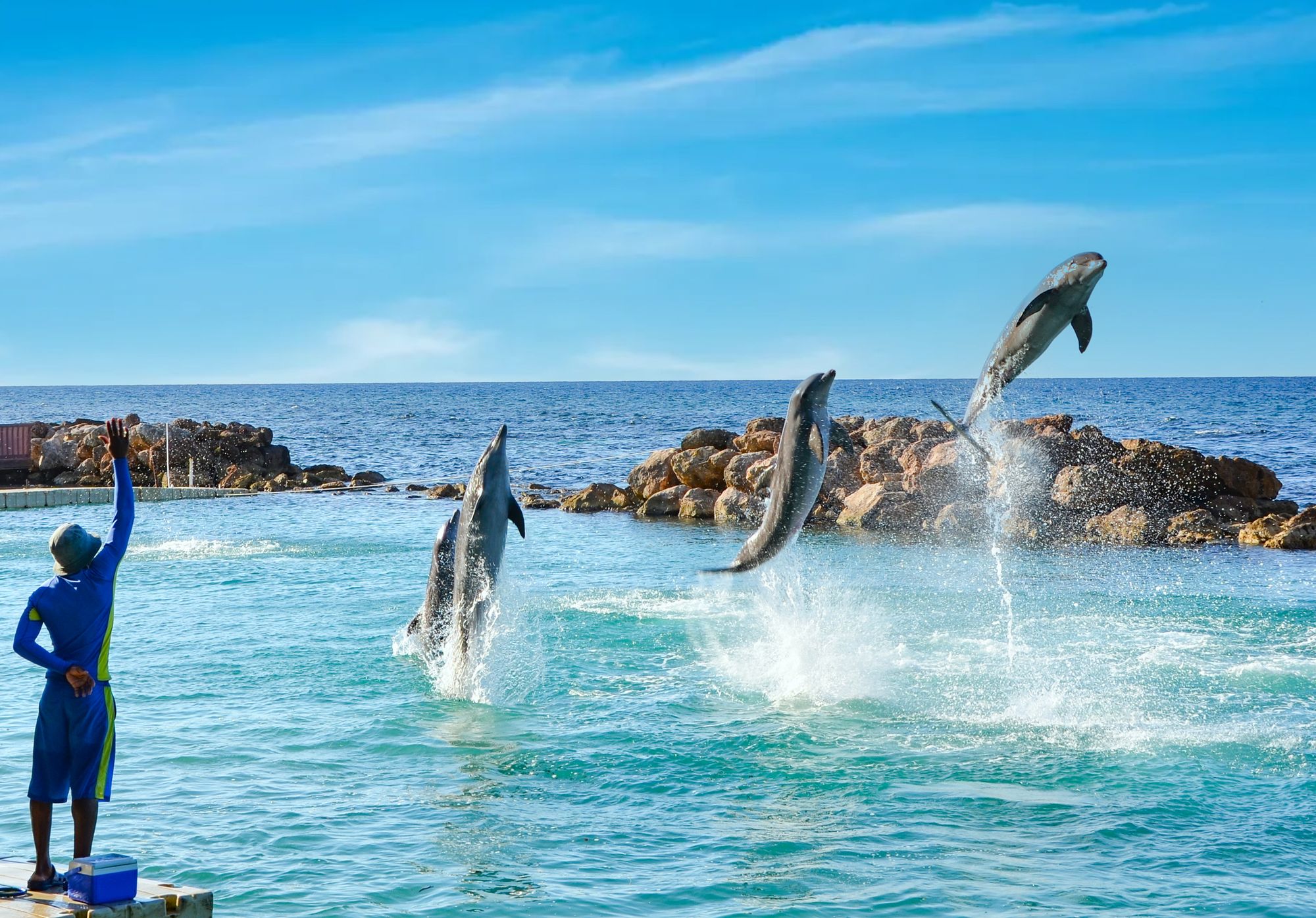 Planning for Travel Vacation? Visit Swimming with Dolphins in Jamaica